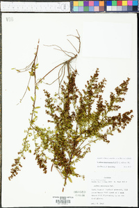 Lechea mucronata image