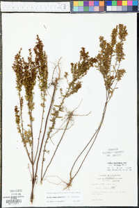 Lechea mucronata image