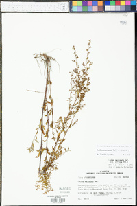 Lechea mucronata image