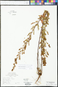 Lechea mucronata image