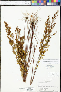 Lechea mucronata image