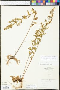 Lechea mucronata image