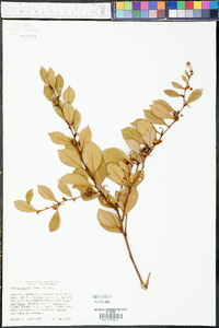 Lyonia lucida image