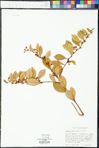 Lyonia lucida image