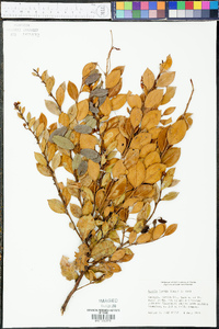 Lyonia lucida image