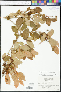 Lyonia ligustrina var. foliosiflora image