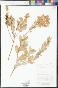 Lyonia fruticosa image