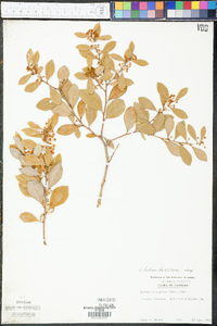 Lyonia fruticosa image