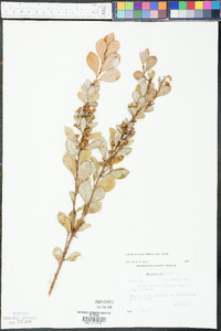 Lyonia fruticosa image