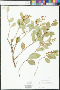 Lyonia lucida image