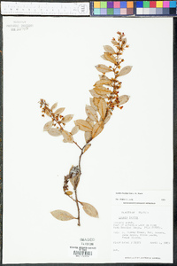 Lyonia lucida image