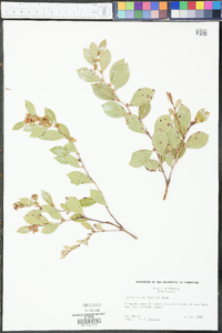 Lyonia lucida image