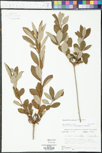 Rhododendron canescens image