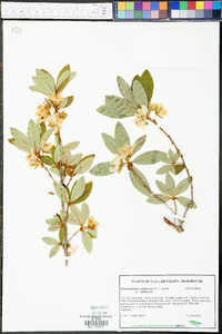 Rhododendron albiflorum var. albiflorum image