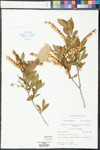 Eubotrys racemosa image