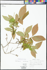 Eubotrys racemosa image