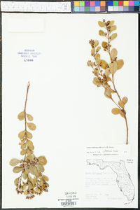 Lyonia fruticosa image