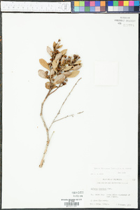 Lyonia fruticosa image