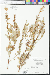 Lyonia fruticosa image