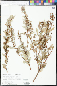 Lyonia fruticosa image