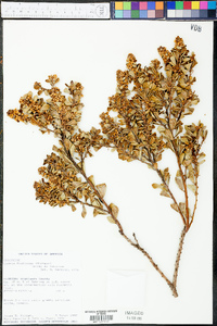 Lyonia fruticosa image