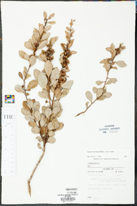 Lyonia fruticosa image