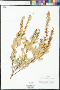 Lyonia ferruginea image