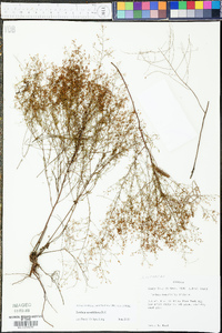 Lechea sessiliflora image