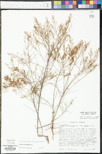 Lechea sessiliflora image