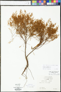 Lechea sessiliflora image