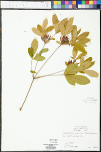 Rhododendron canescens image