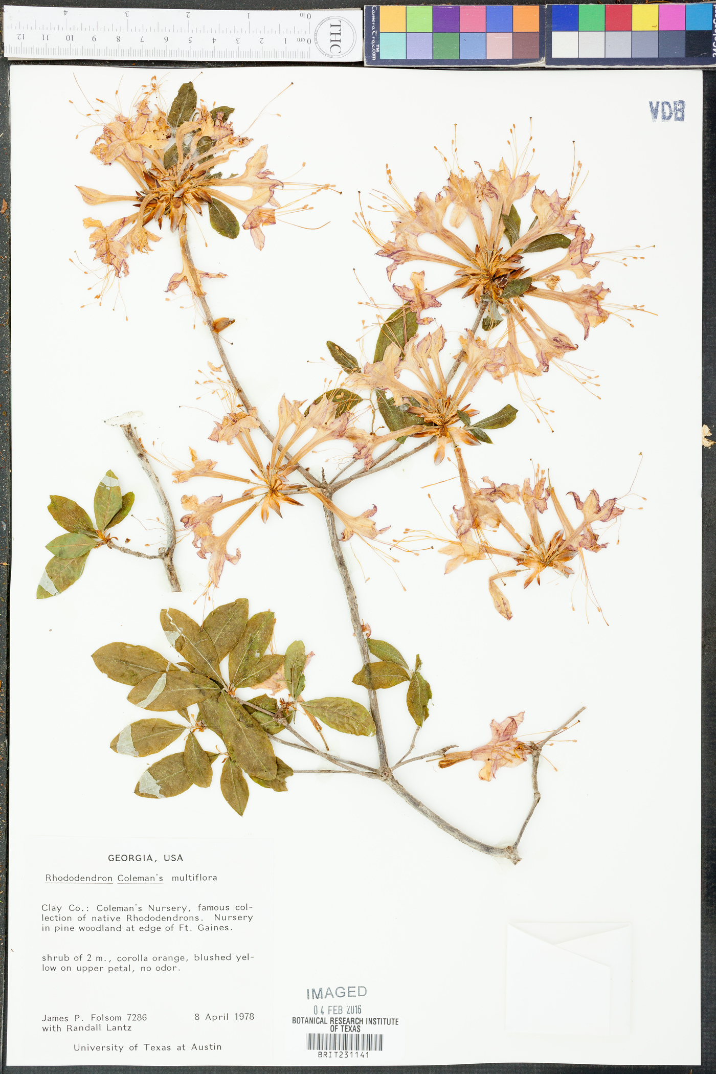 Rhododendron colemanii image