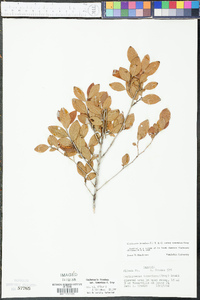 Gaylussacia tomentosa image