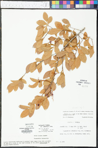 Gaylussacia tomentosa image