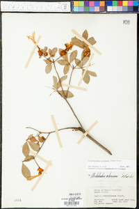 Rhododendron arborescens image