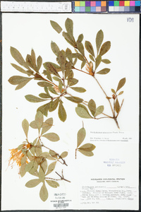 Rhododendron arborescens image