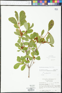 Rhododendron arborescens image