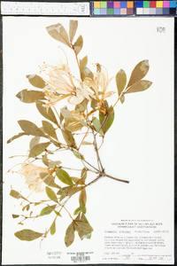 Rhododendron arborescens image