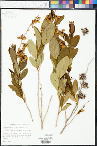 Lyonia mariana image