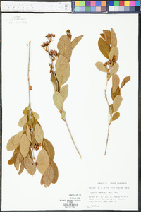 Lyonia mariana image