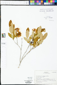 Lyonia mariana image