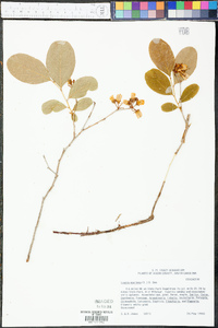 Lyonia mariana image