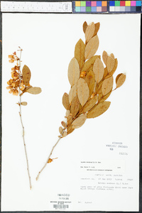 Lyonia mariana image