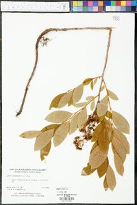 Lyonia mariana image