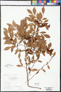 Vaccinium amoenum image