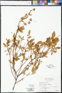 Vaccinium amoenum image