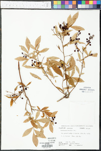 Vaccinium amoenum image