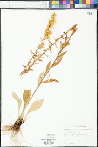 Solidago erecta image