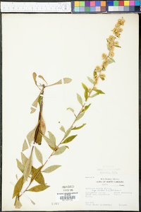 Solidago erecta image