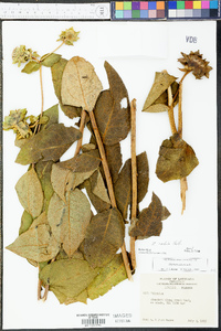 Silphium radula image